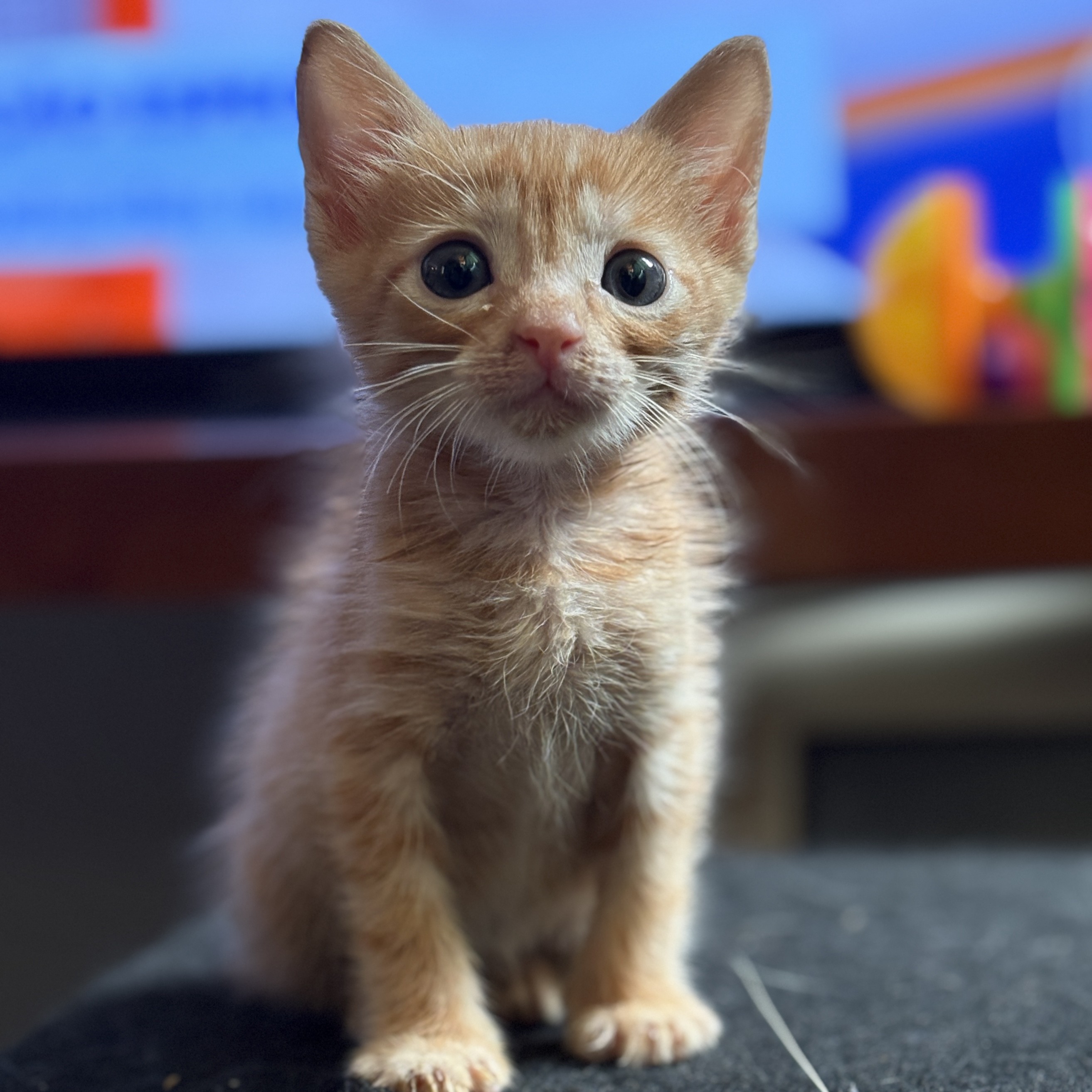 foto Not&iacute;cia Itaquaquecetuba